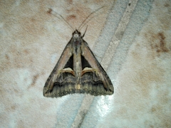 Melipotis bisinuata