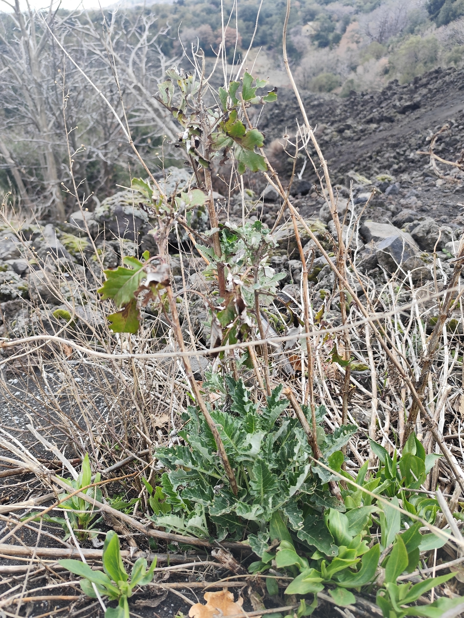 Senecio cinerario