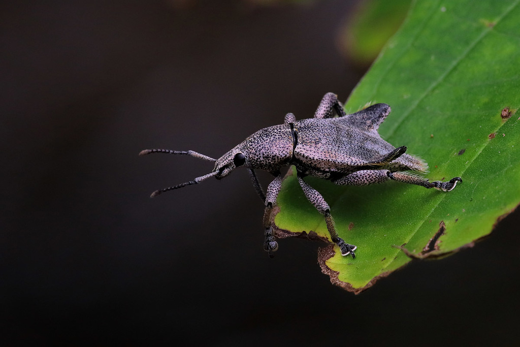 Elytrurus expansus