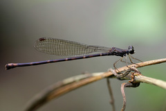 Melanesobasis flavilabris