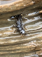 Hesperoperla pacifica