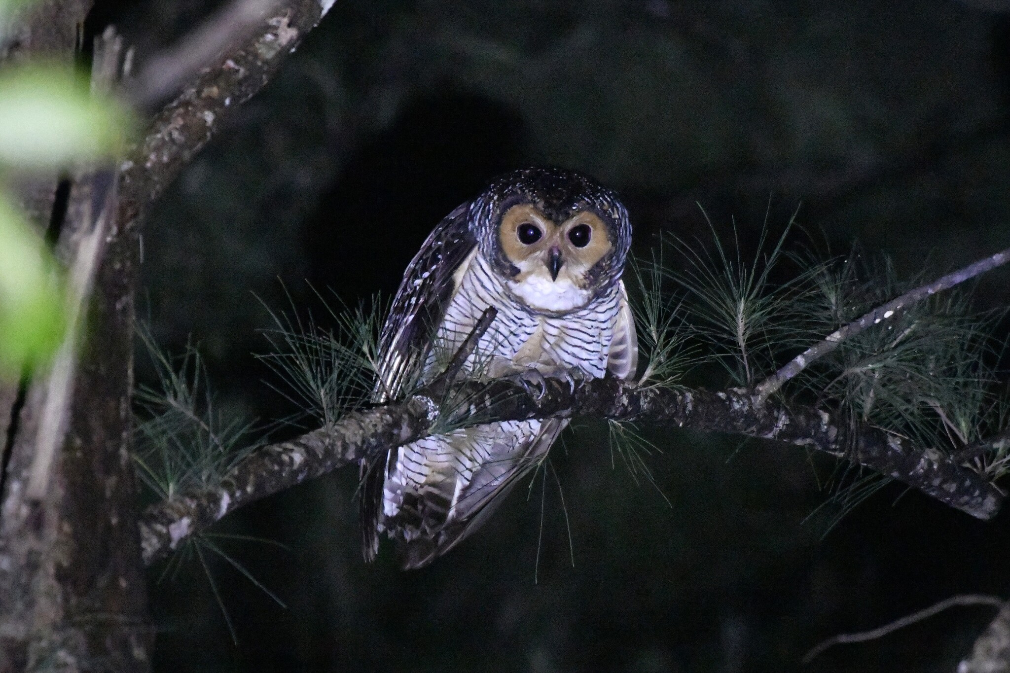 Spotted Wood Owl (Strix seloputo), photo 2