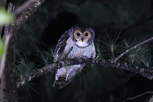 Spotted Wood Owl (Strix seloputo)