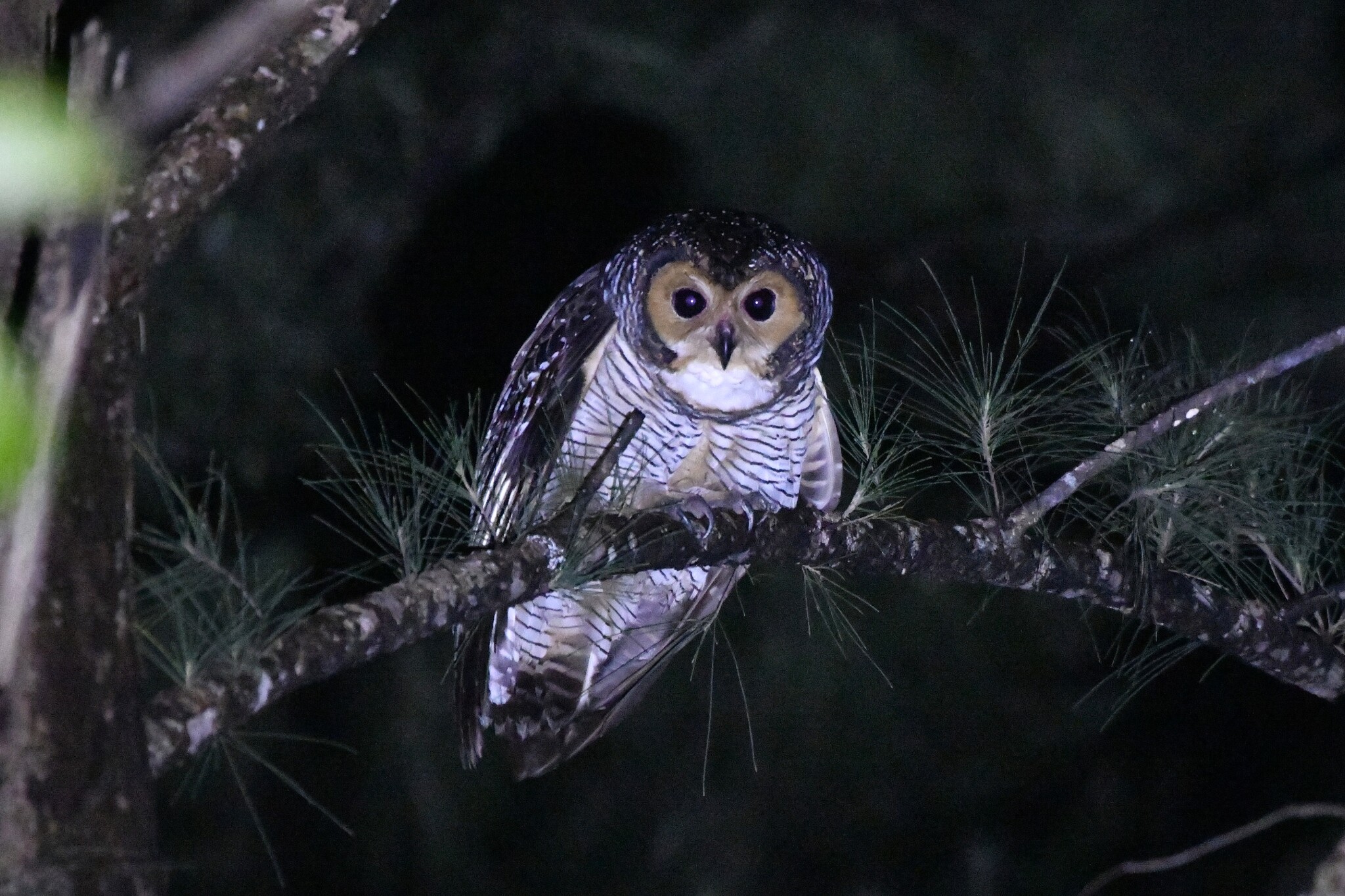 Spotted Wood Owl (Strix seloputo), photo 1