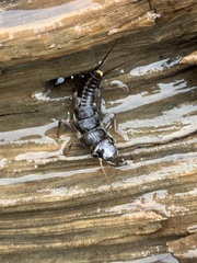 Hesperoperla pacifica