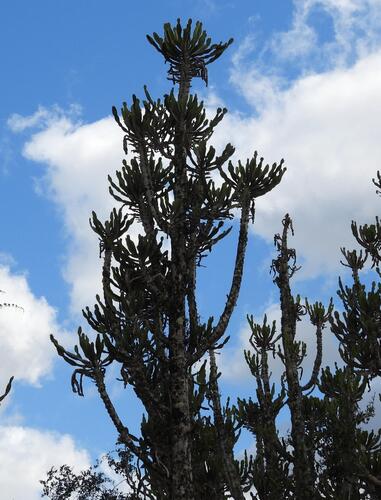 Chandelier Tree (Euphorbia triangularis)