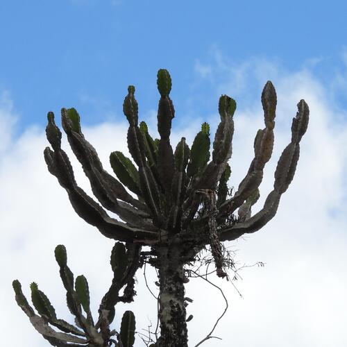 Euphorbia triangularis, photograph 3