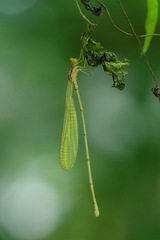 Nesobasis flavifrons