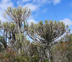 (c) Henry de Lange, some rights reserved (CC BY) Euphorbia tetragona, photograph (c) Henry de Lange, some rights reserved (CC BY)