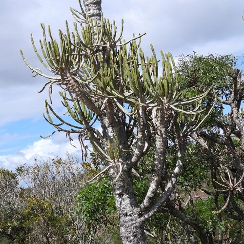 Euphorbia tetragona, photograph 2
