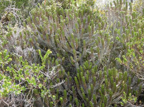 Pentagonal Noors (Euphorbia pentagona)