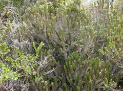 Euphorbia pentagona