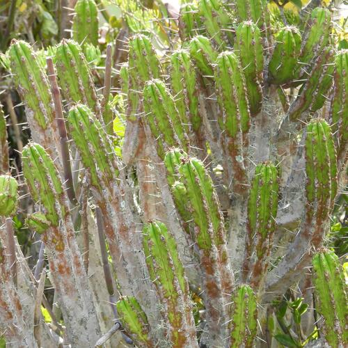 Euphorbia pentagona, photograph 1