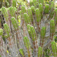 Euphorbia pentagona, photograph (c) Henry de Lange, some rights reserved (CC BY)