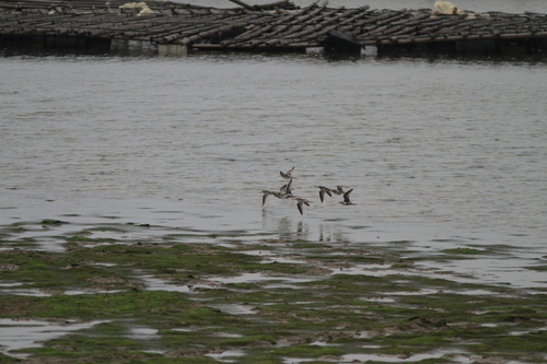 Spotted Redshank