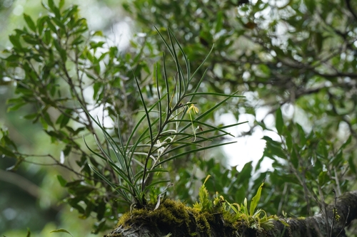 Jumellea ambrensis