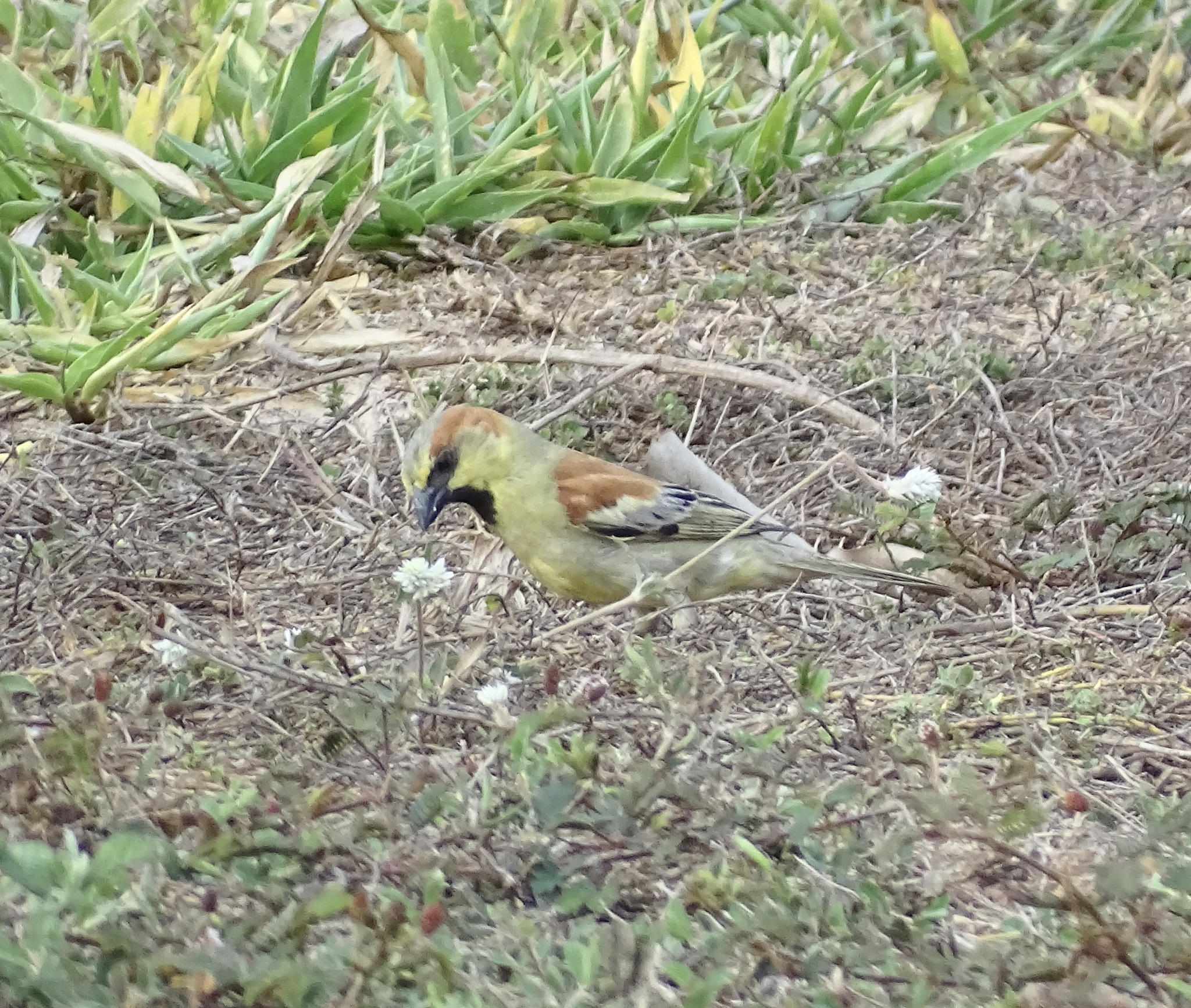 Plain-backed Sparrow (Passer flaveolus), photo 5