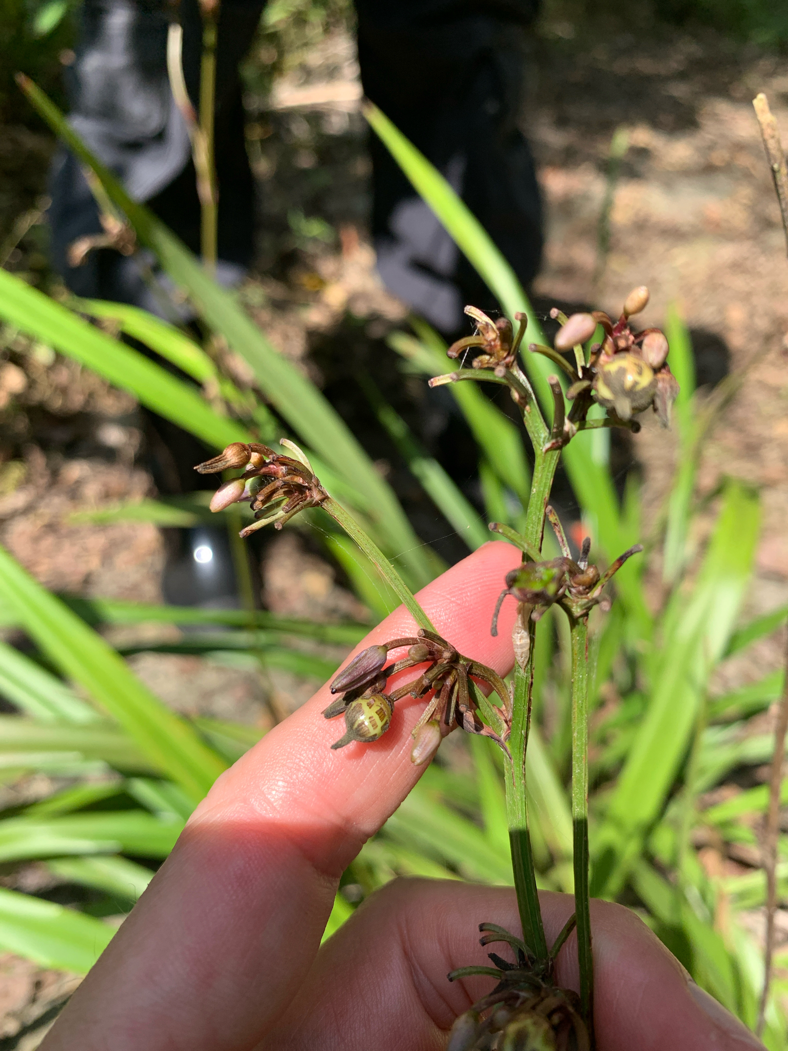 Dianella Ensifolia (Dianella ensifolia)