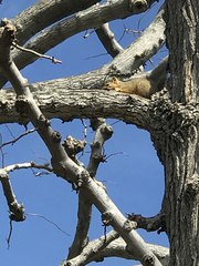 Sciurus niger