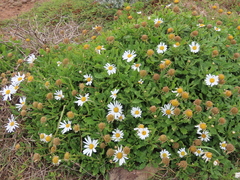 Argyranthemum pinnatifidum, photograph (c) George Baker, some rights reserved (CC BY)