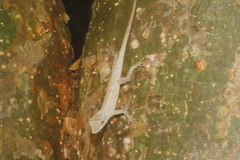 Anolis ustus