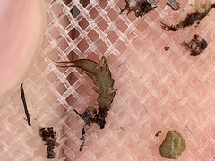 Hesperoperla pacifica