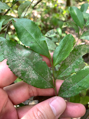 Eurya septata, photograph 呂一起(Lyu yi-chi), CC BY, iNaturalist via GBIF