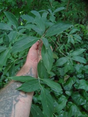Cornus capitata