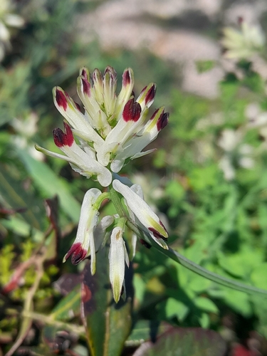 Southern Ramping-fumitory (Fumaria flabellata)