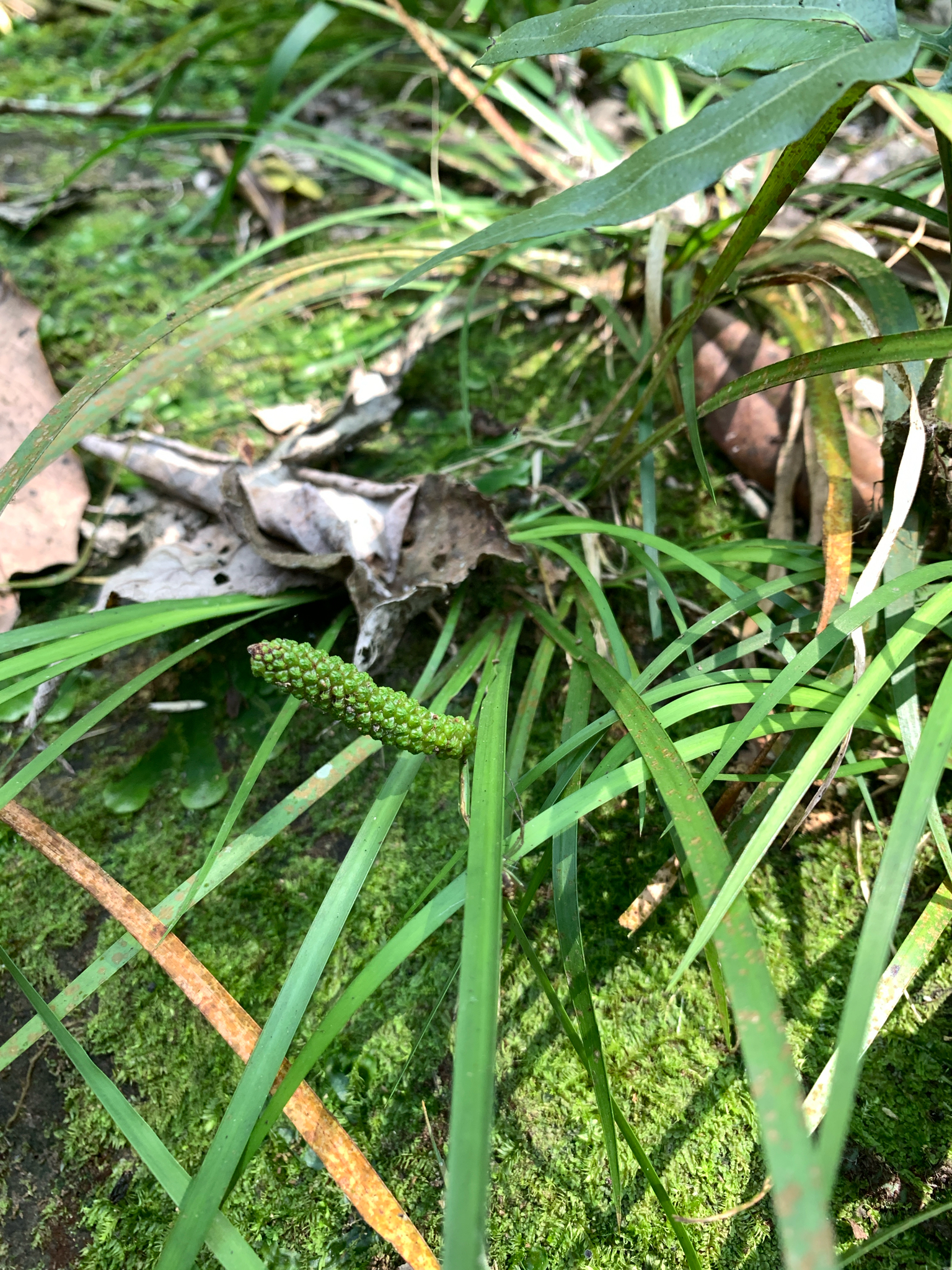 Grassleaf Sweet Flag (Acorus gramineus)