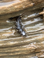 Hesperoperla pacifica