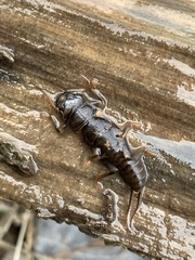 Hesperoperla pacifica