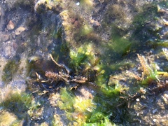 Acanthophora