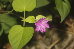 Mirabilis violacea