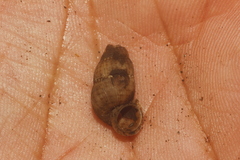 Chondropoma