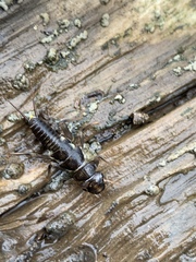 Hesperoperla pacifica