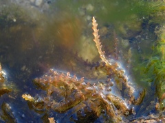 Acanthophora