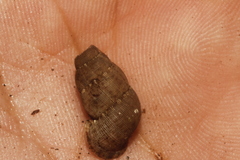 Chondropoma