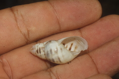 Drymaeus serperastrum