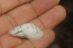 Drymaeus serperastrum