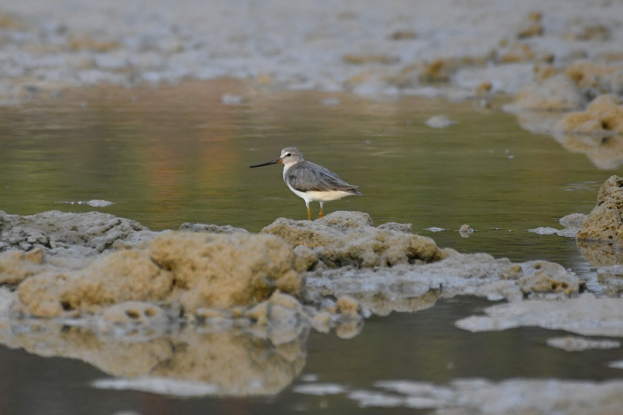 Terek Sandpiper (Xenus cinereus), photo 7