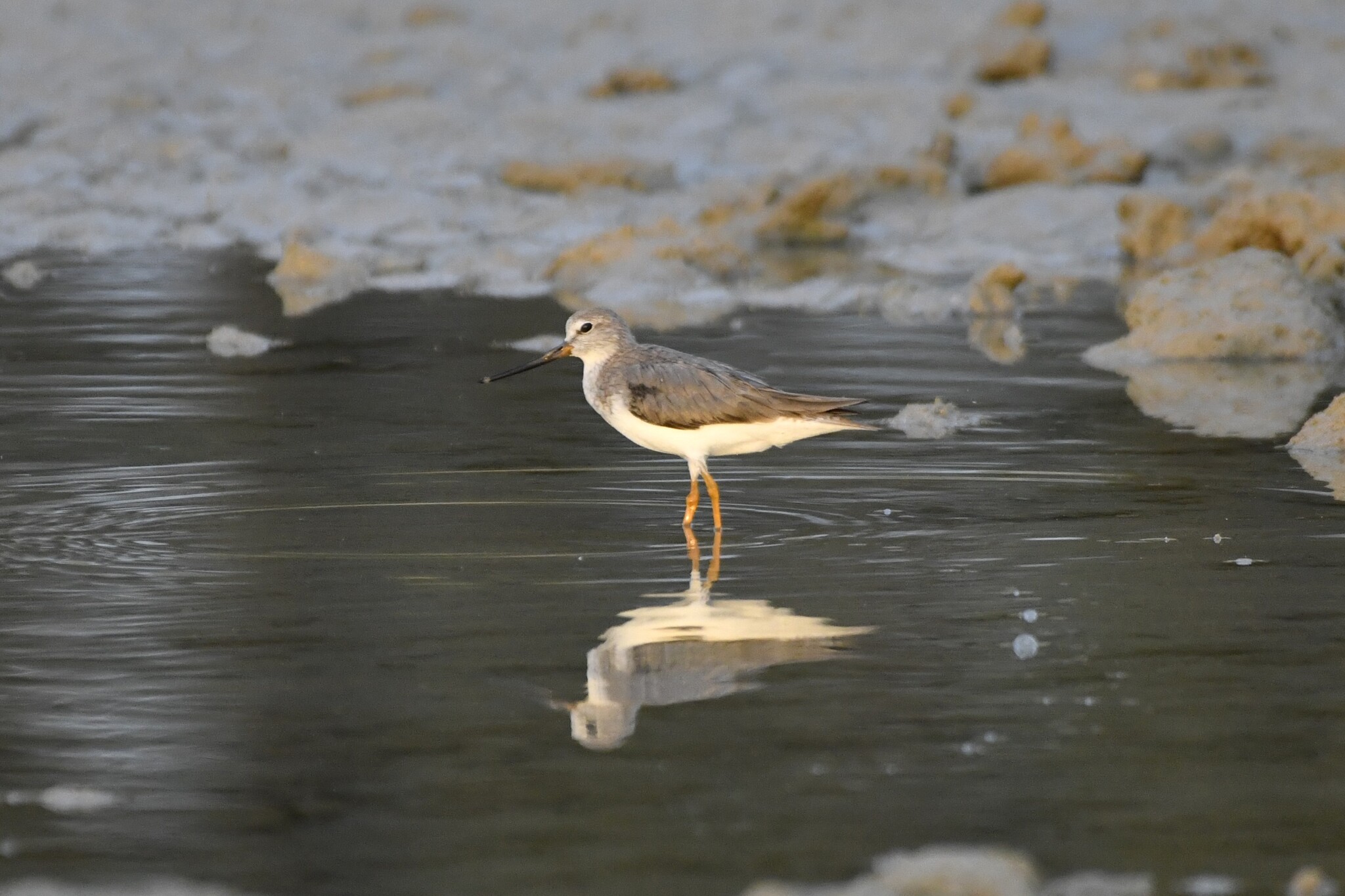 Terek Sandpiper (Xenus cinereus), photo 5