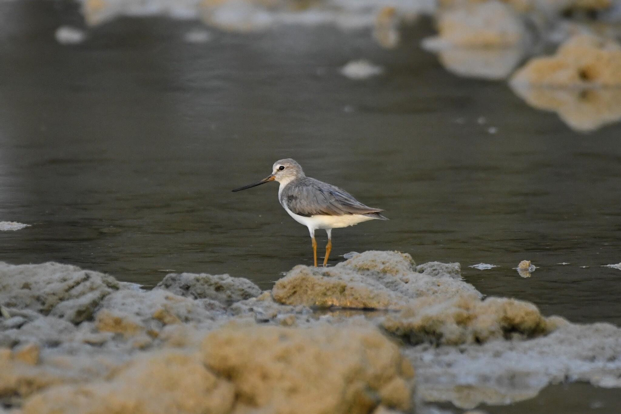 Terek Sandpiper (Xenus cinereus), photo 6
