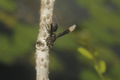 Parachartergus apicalis