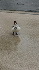 Cairina moschata domestica