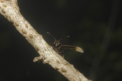 Parachartergus apicalis
