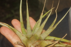 Tillandsia fasciculata
