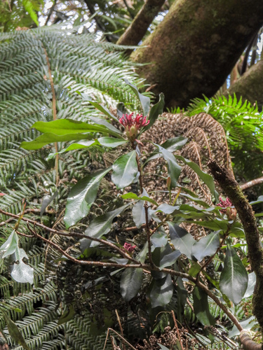 Telopea oreades, photograph 3