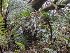 author not stated, no rights reserved Telopea oreades, photograph author not stated, no rights reserved
