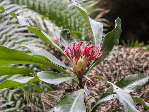 Telopea oreades, photograph 2